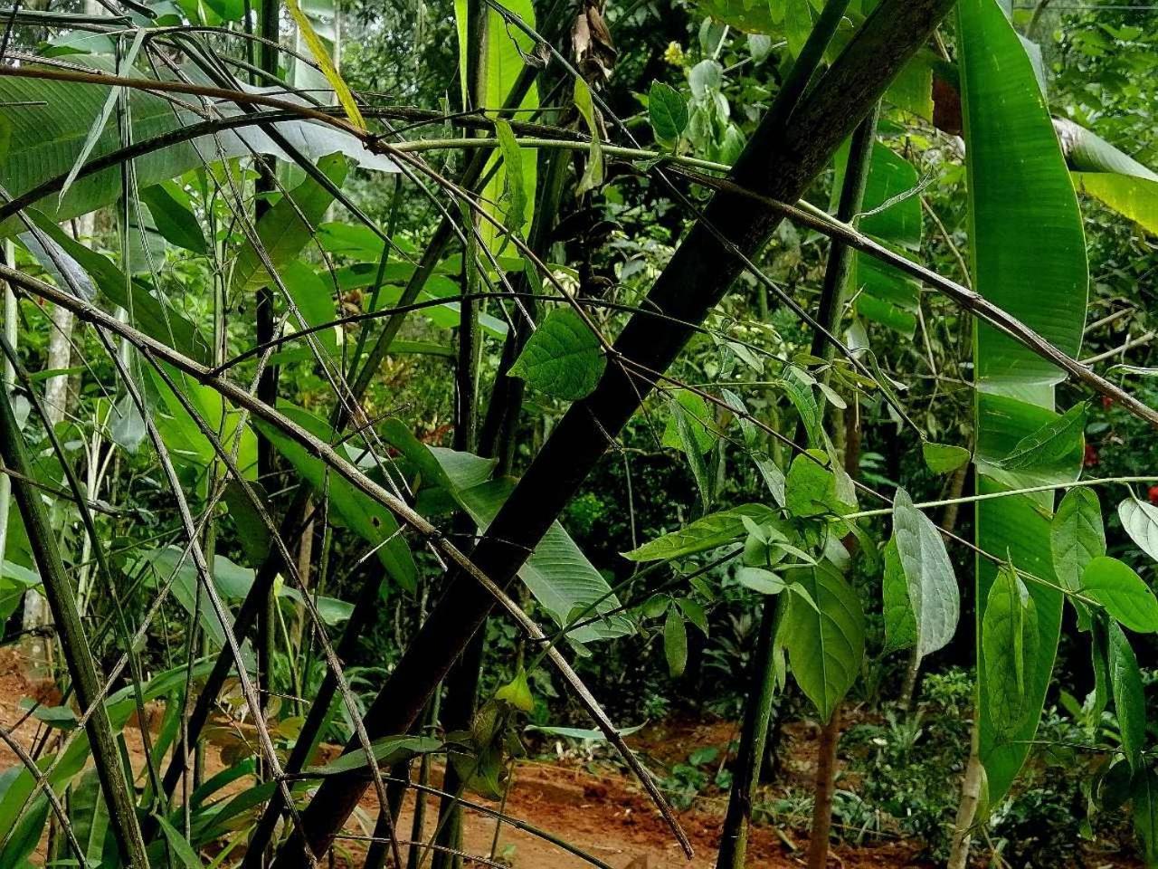 Ella Jungle Inn Homestay And Tree House Экстерьер фото